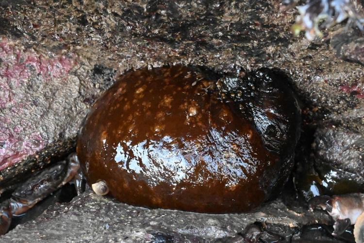Rare alien-like creature washes up on UK beaches due to warmer climate