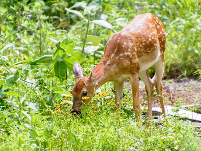 White tailed deer fawn nibbling flowers in an overgrown garden