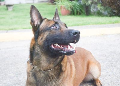 Former Alex City K9 named top 2 in region