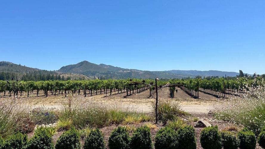 St. Francis Winery Vineyard