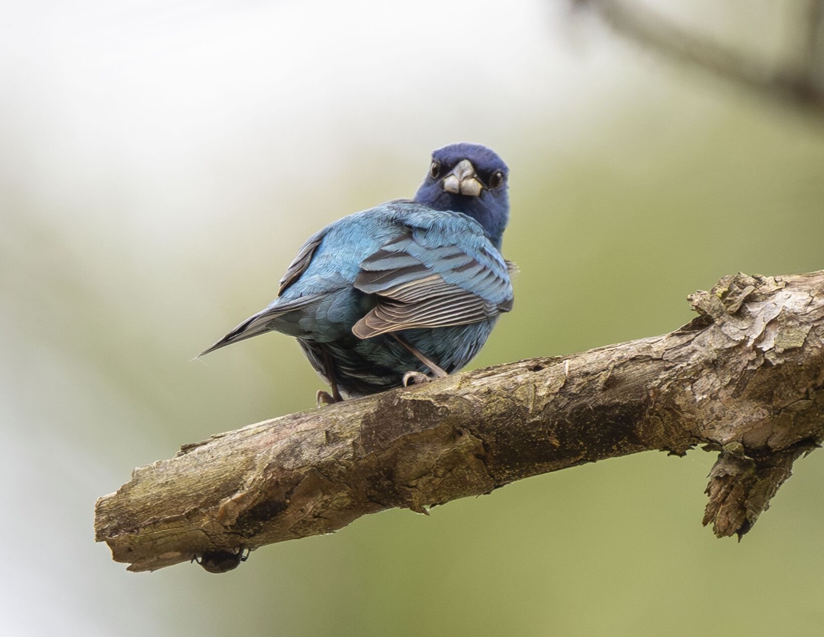 Indigo Bunting_3148_20250423-Enhanced-NR.tif