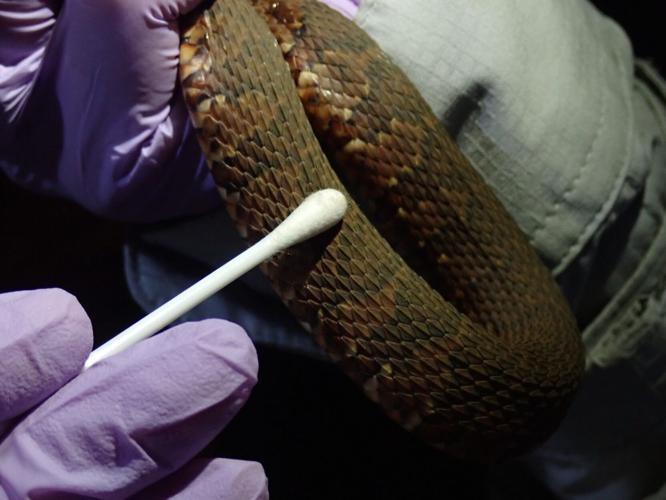 Snakes facing extinction due to deadly diseases, warns new research
