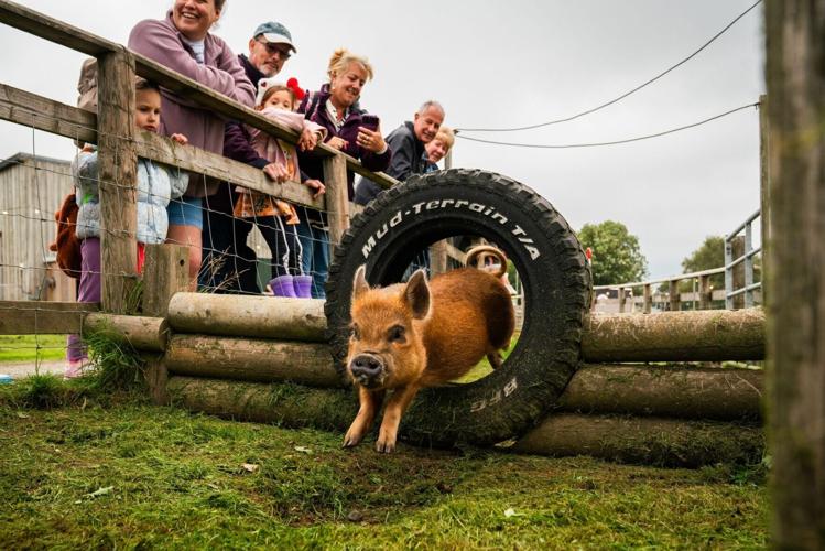 Miniature pigs compete in races for enrichment at Devon farm