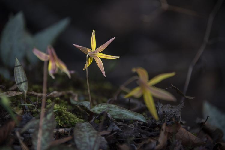 Trout Lily