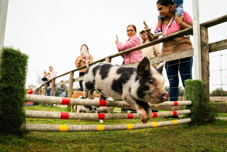 Miniature pigs compete in races for enrichment at Devon farm