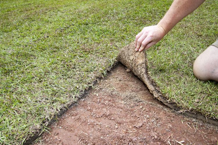 new sod not rooted_edit_.jpg
