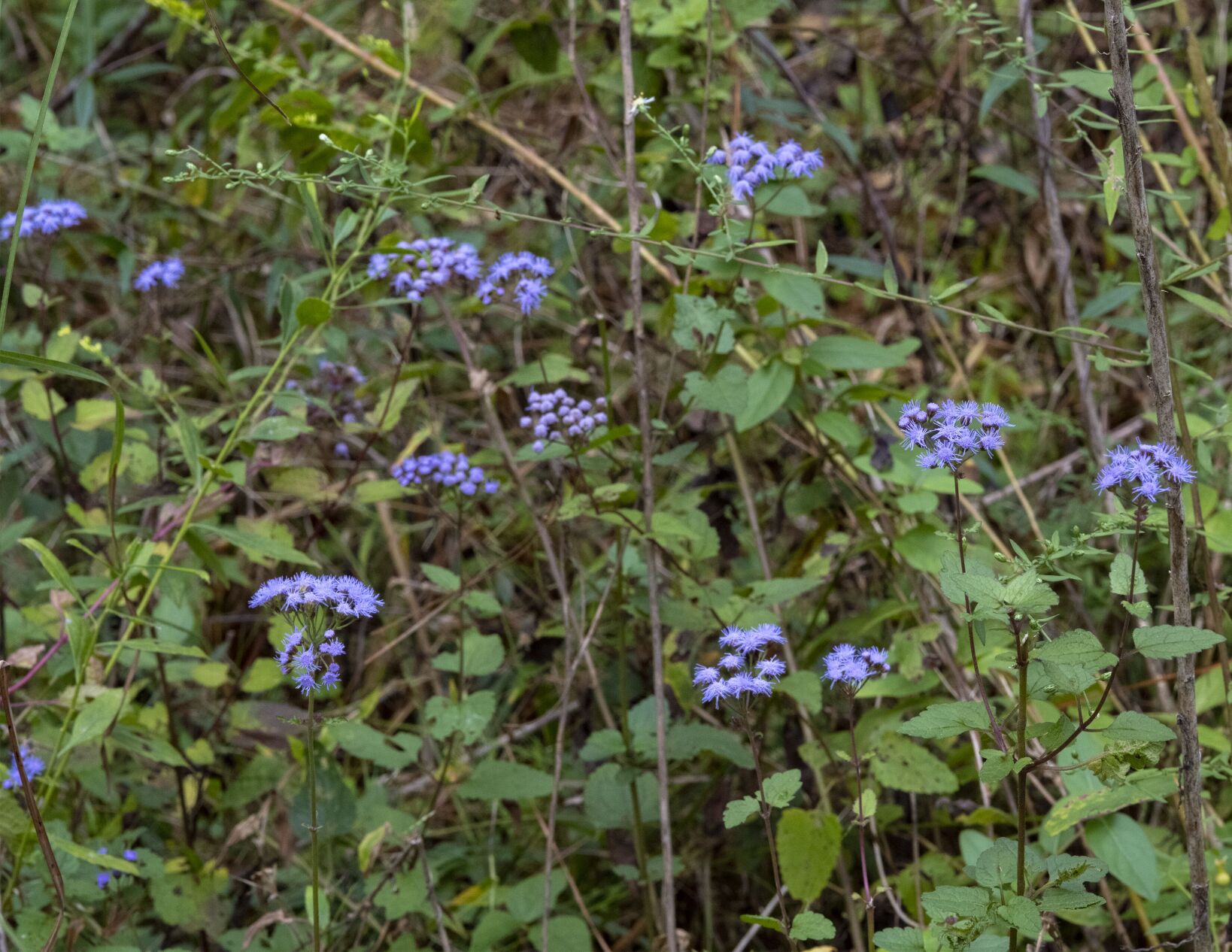 Blue Mistflower