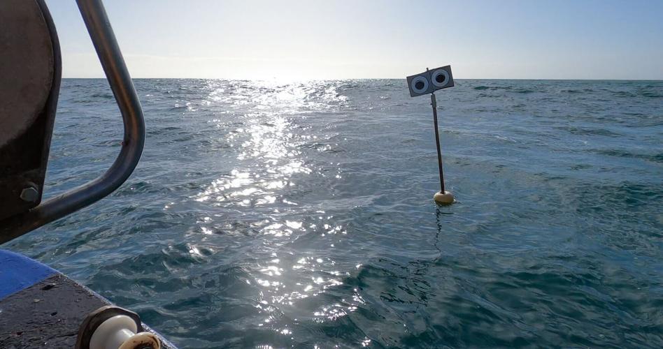 New floating scarecrow will stop thousands of seabirds drowning, scientists says