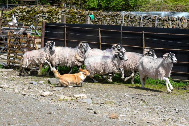 Meet Britain’s most unlikely sheepdog – a 25 cm tall Corgi