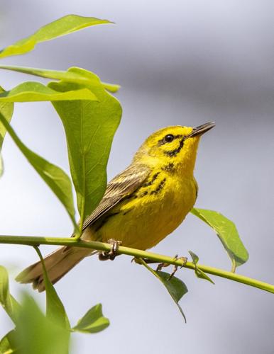 Prairie Warbler