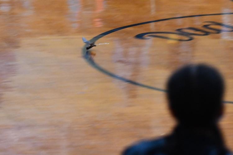 PERSONAL FOUL: Bat disrupts Lady Tigers' game against LaFayette
