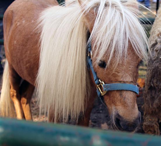 PHOTOS: Oktoberfest kicks off in Alexander City