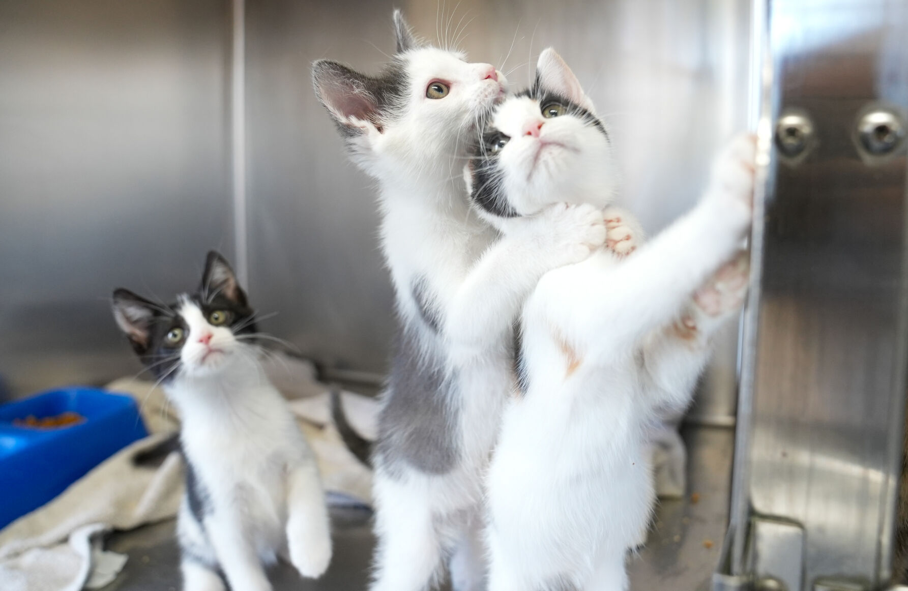 Adorable Pets for Adoption at Lake Martin Humane Society
