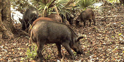 Outdoor Life: On the Trail of the Wild Hog