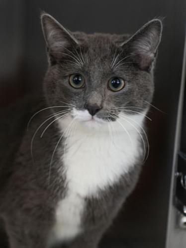 Adorable Pets for Adoption at Lake Martin Humane Society