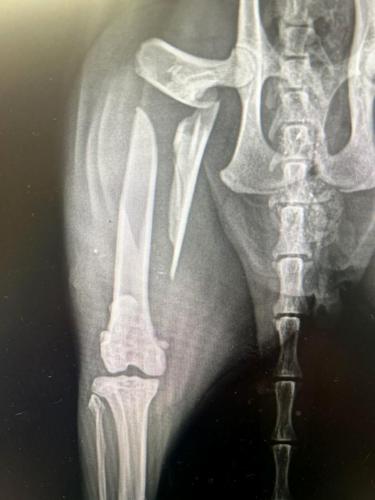 20251203 Cat Rescue 3.jpg