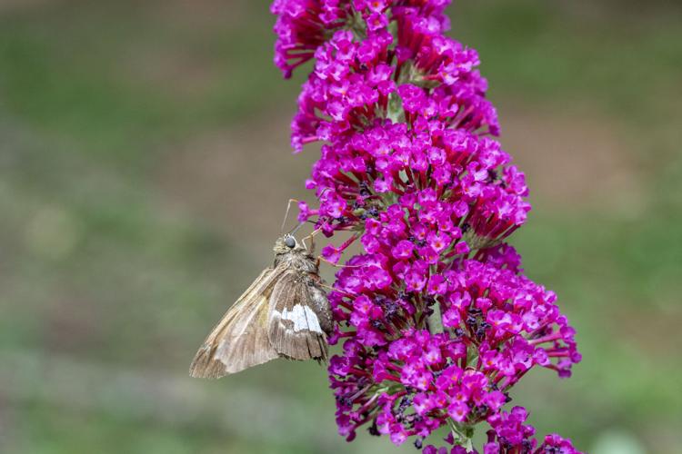 The best flowers to attract butterflies