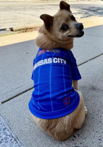 A 7-year-old mixed-breed dog available for adoption through KC Pet Project, models the limited-edition Purina x KC2026 Pet Kit during a press conference celebrating Dog Days at FIFA Fan Festival™ in Kansas City, Mo., on May 12, 2026. The customizable pe...