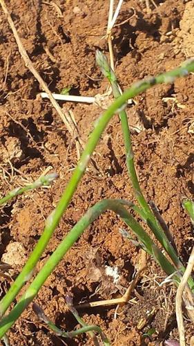 Fresh-grown Asparagus