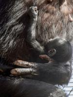 Bonobo baby