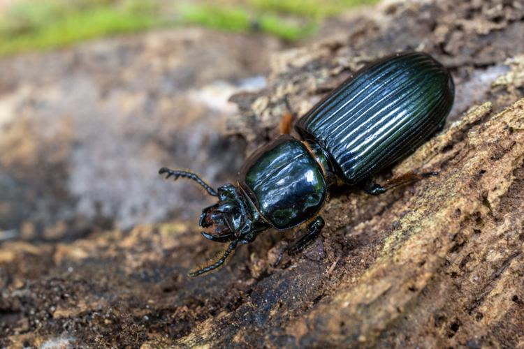 Betsy Beetle