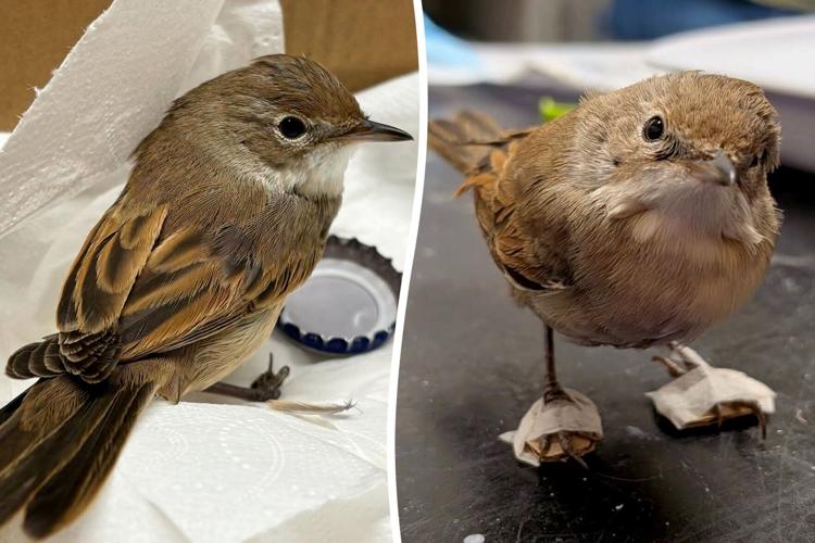 Bird has special booties built to aid recovery after being hit by car