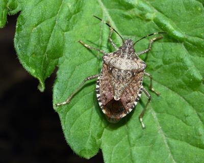 Stink bugs reported throughout Central Alabama