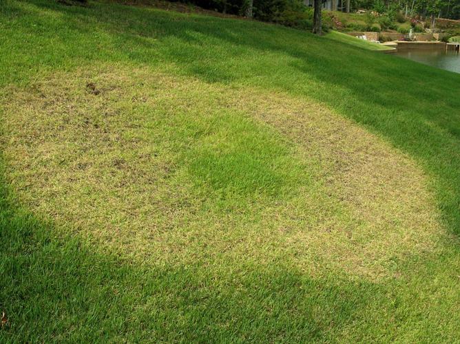 Green lawns don't just grow on trees