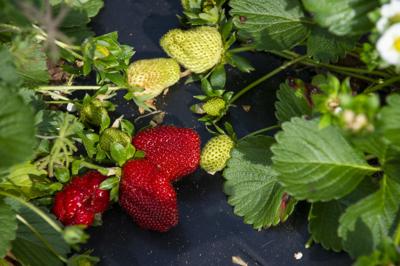 UPDATE: Sweet Pick’ins closed for season