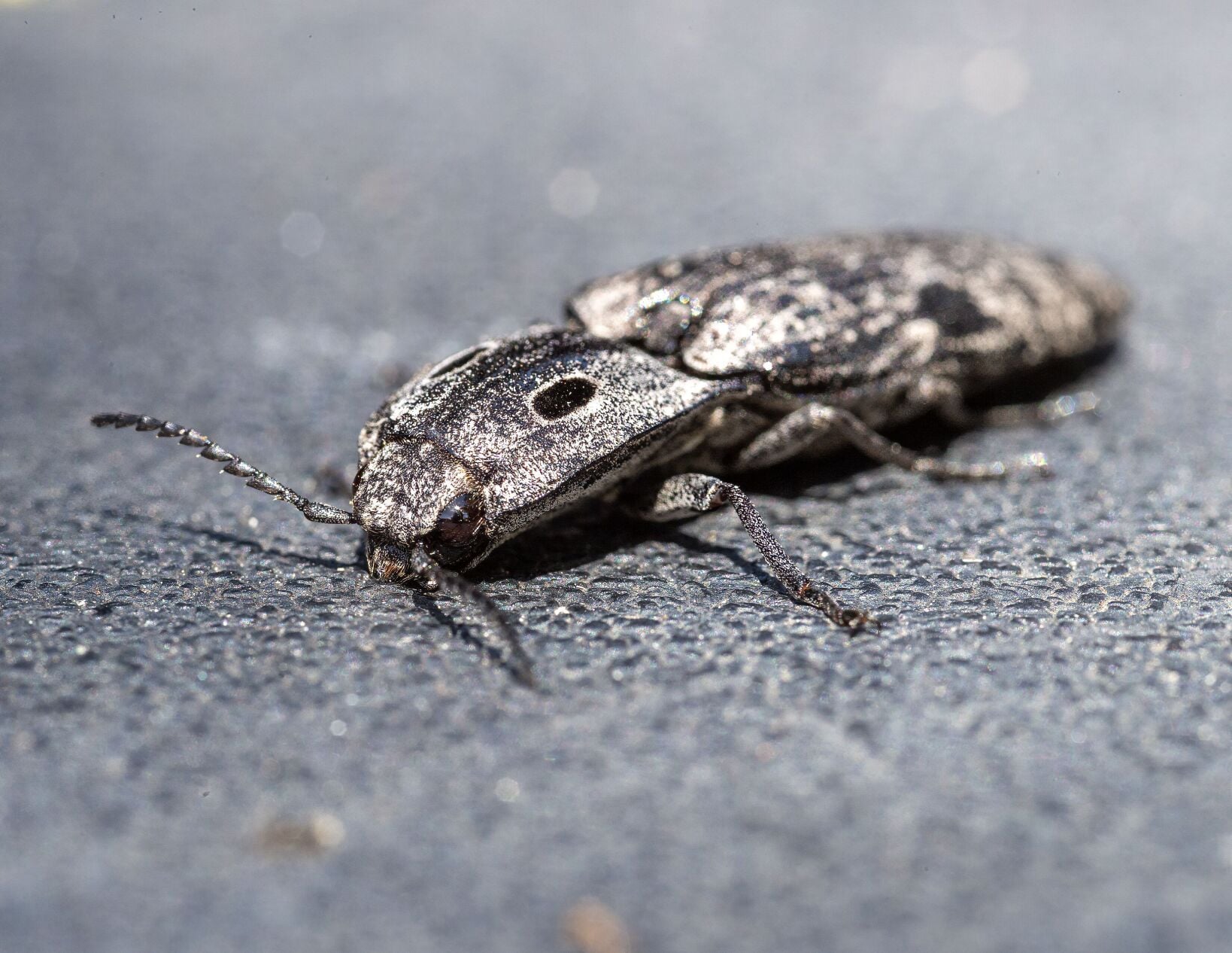 ClickBeetle_6160.tif