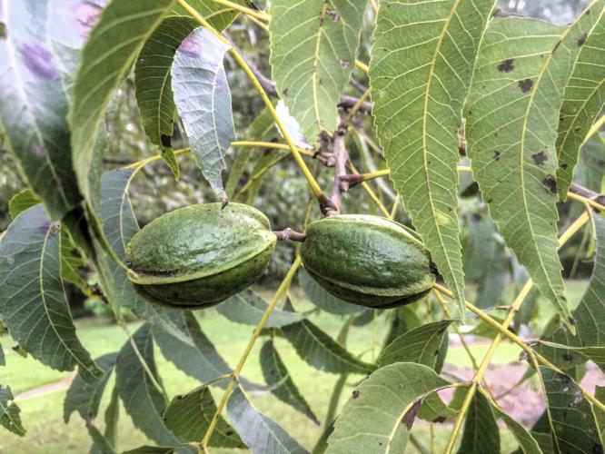 Plant new pecan groves today