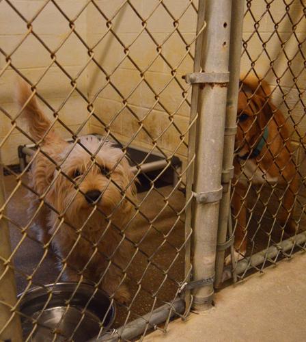 Law enforcement report few cold-related animal calls while residents take action online