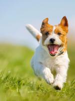 Jack Russell Terrier dog