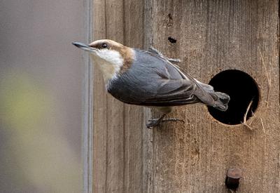 Brown Headed Nuthatch