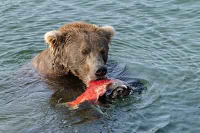 A brown bear enjoys a fresh caught salmon at Katmai National Park during the 12th season of Fat Bear Week, taking place September 22-29, 2026.  Through explore.org, the world’s leading live nature camera network, and the Katmai Conservancy, the annual c...