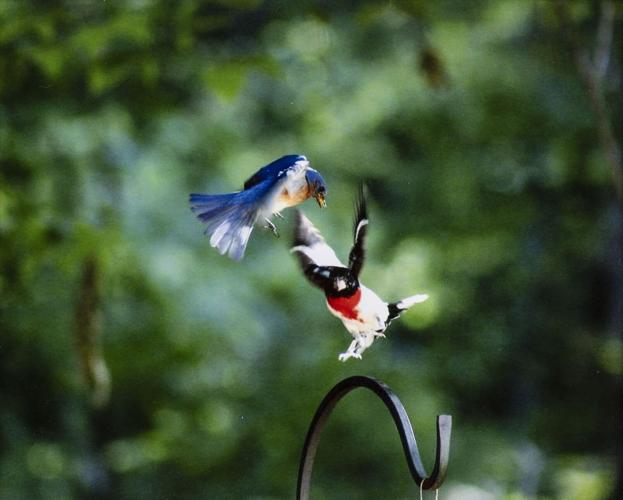 Lake Martin Living Art & Photo Contest