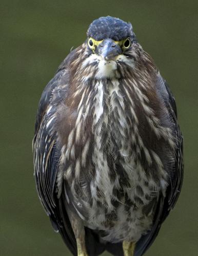 Green Heron