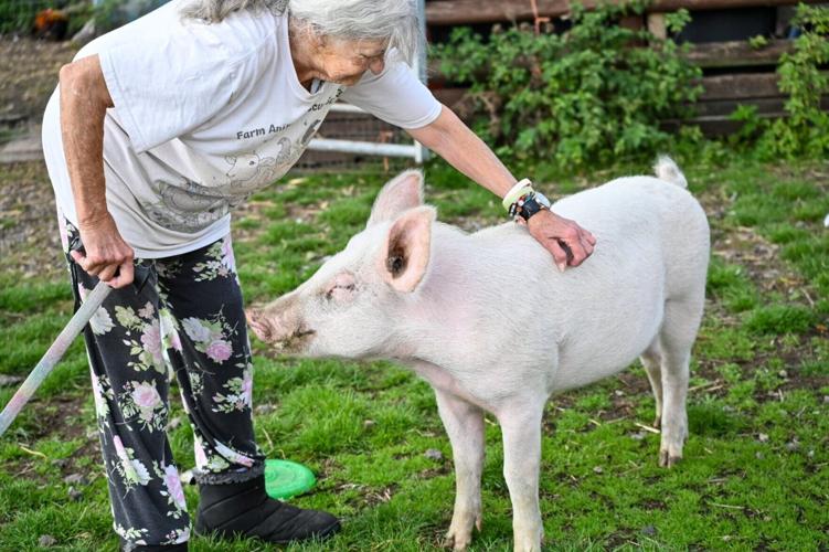 Piglet saved from the chop becomes a real-life Babe