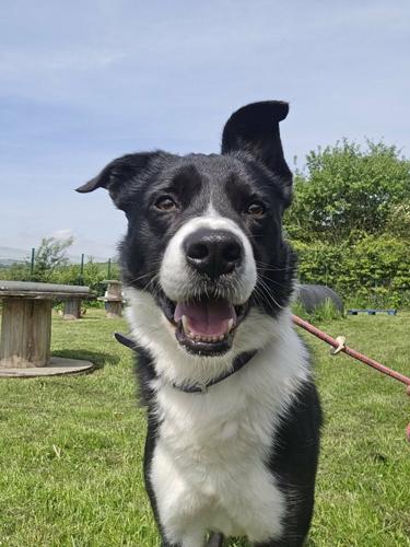 Sheepdog failed farm life because he’d rather be with people than herd sheep