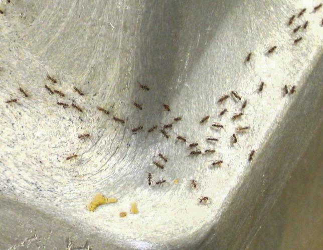 Winter Pests