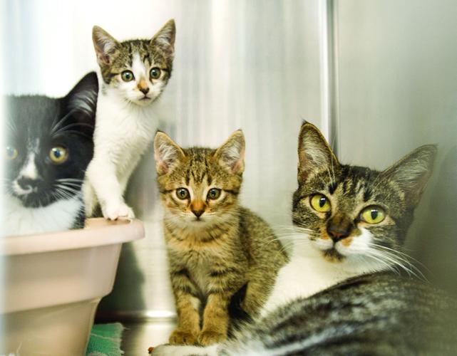 2nd Annual Meow & Mutt Mingle