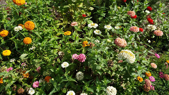 Before the Frost Hits