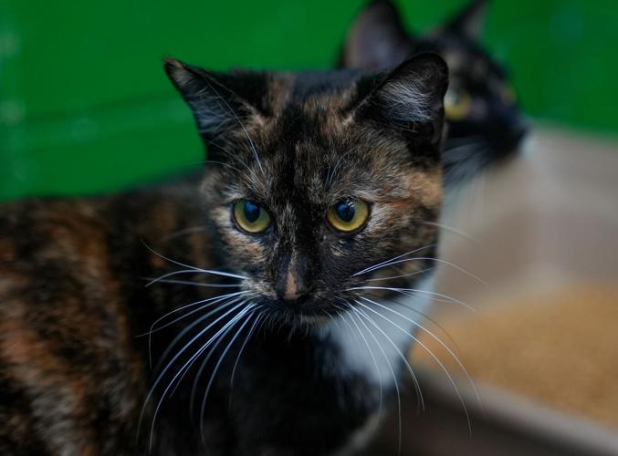 Adorable Pets for Adoption at Lake Martin Humane Society