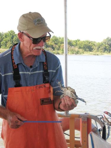 Young blue crabs hide in the shallows to avoid being eaten by cannibal cousins