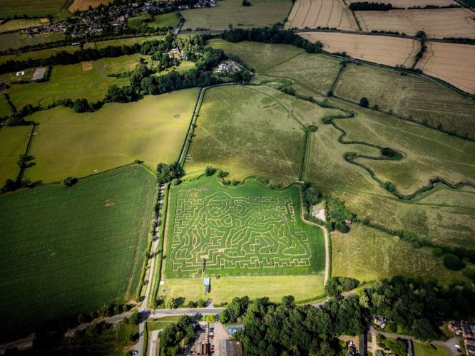 Giant maze’s gorilla design celebrates Sir David Attenborough’s 100th birthday
