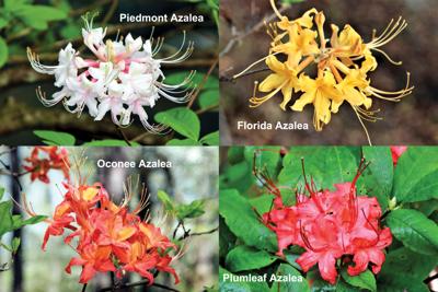 Native azaleas available for preorder to support Tallapoosa Master Gardeners