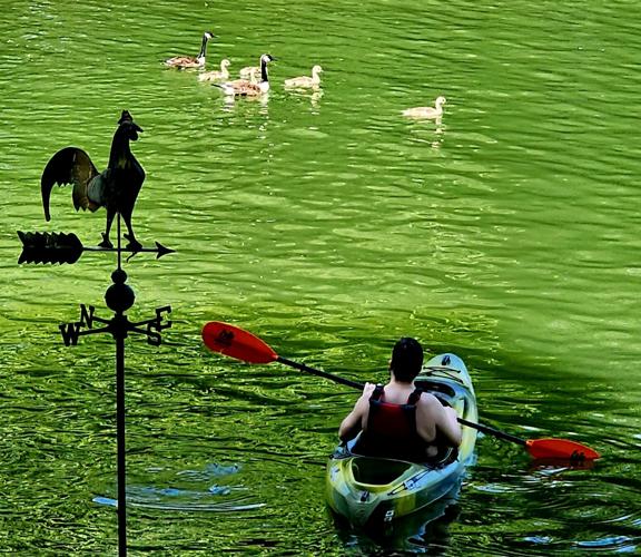 Justin Snellgrove paddling with geese.jpg