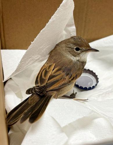 Bird has special booties built to aid recovery after being hit by car