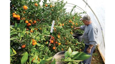 Local man growing citrus fruit for 10 years in county