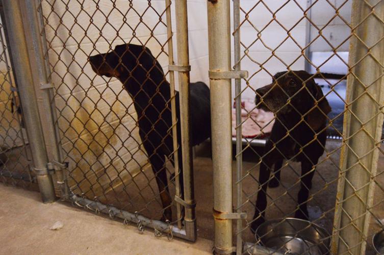 Law enforcement report few cold-related animal calls while residents take action online